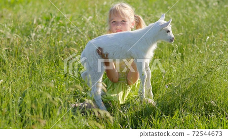 6 year old girl in the meadow with a small white goat. 6 year old girl in the meadow with a small white goat. 72544673