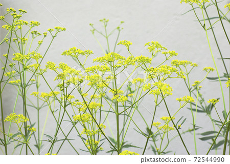 The yellow florets of Ominaeshi are delicate and interesting. The yellow florets of Ominaeshi are delicate and interesting. 72544990