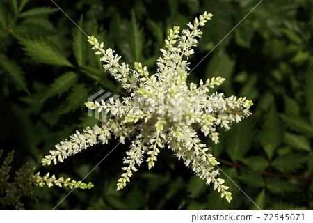 The white florets of rowan (Sorbus garden, Chinshibai) are cute The white florets of rowan (Sorbus garden, Chinshibai) are cute 72545071
