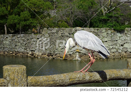 Gray Heron Aiming for Prey on the Fence / Okayama Castle (Okayama Prefecture) 72545212