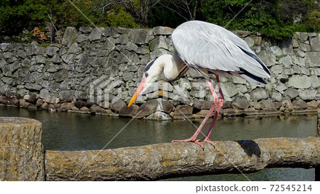 Gray Heron Aiming for Prey on the Fence / Okayama Castle (Okayama Prefecture) Gray Heron Aiming for Prey on the Fence / Okayama Castle (Okayama Prefecture) 72545214