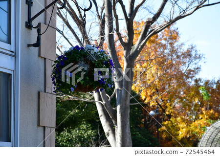 Winter flower garden Flower park 72545464