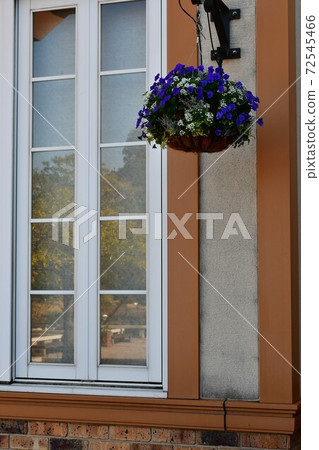 Winter flower garden Flower park 72545466