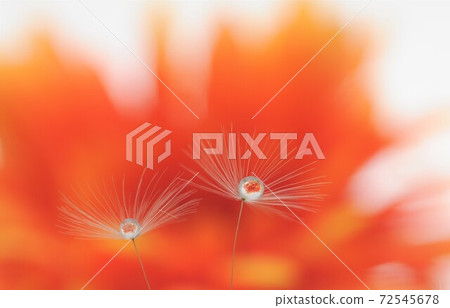 滴在蒲公英絨毛上，露出非洲菊 72545678