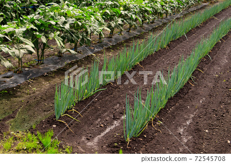夏季蔬菜田 夏季蔬菜田 72545708