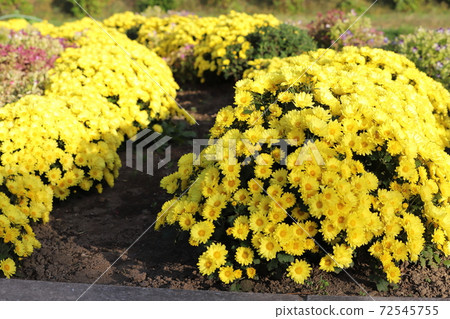 Yellow flowers of potmum blooming in the autumn flowerbed Yellow flowers of potmum blooming in the autumn flowerbed 72545755