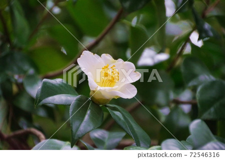 One white camellia 72546316