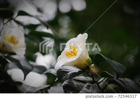 White camellia in the sun White camellia in the sun 72546317