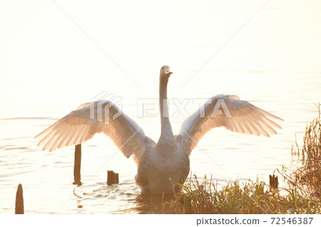 Great swans 72546387