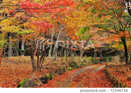 御殿場市少女森林公園森林少女的步行道,紅葉和遠足者 御殿場市少女森林公園森林少女的步行道,紅葉和遠足者 72546756