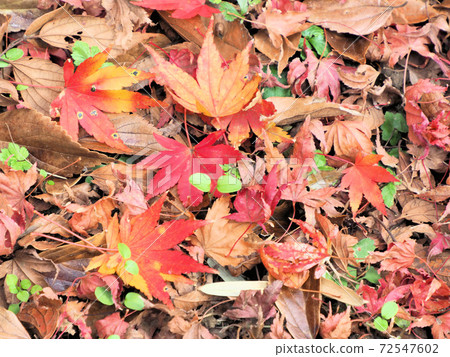 北九州市Monji-ku丸山市Momiji山谷的落葉 72547602