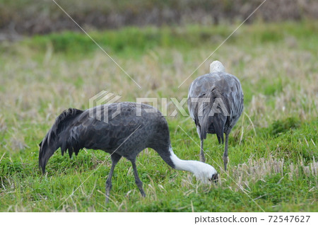Two birds caught bait (Kagoshima prefecture Tameishi city) 72547627