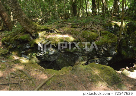 地面裂縫（山梨縣南多多縣富士河口湖町西湖野生鳥類森林公園/ 2068西湖） 72547629