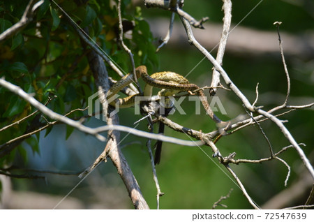 Snake swallowing birds on the tree (Tachikawa Park / Tachikawa City, Tokyo) 72547639