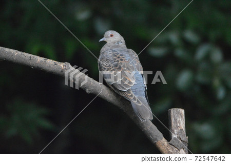 Turtle dove (Tachikawa Park / Tachikawa City, Tokyo) Turtle dove (Tachikawa Park / Tachikawa City, Tokyo) 72547642