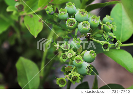 View of blueberry clusters with unset fruit View of blueberry clusters with unset fruit 72547740