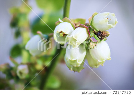 Macro of open bell shaped blueberry flowers with gray background 72547750