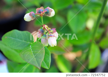 A stem of blue berry flowers in the garden A stem of blue berry flowers in the garden 72547752