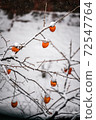 Snow-covered branches and dried persimmons 72547764