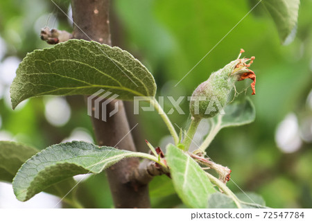 Small apples buds at the fruit set stage Small apples buds at the fruit set stage 72547784