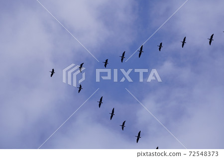 Flying geese 72548373