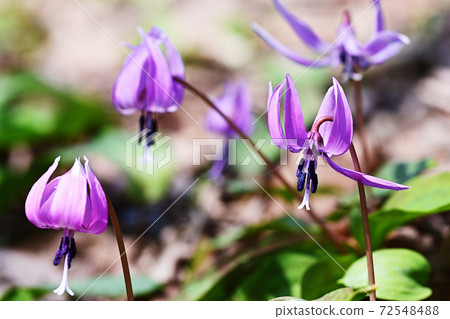 片栗花開在森林的地面上 72548488