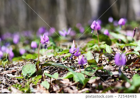 片栗花開在森林的地面上 72548493