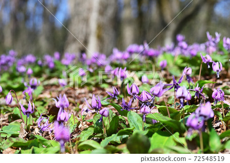Katakuri flowers blooming on the forest floor Katakuri flowers blooming on the forest floor 72548519