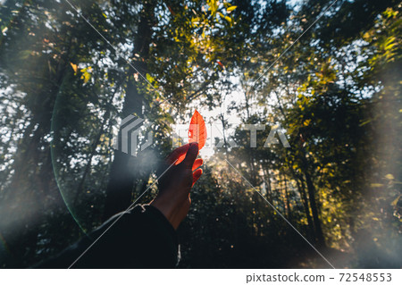 In the morning forest Sunshine and trees in the forest In the morning forest Sunshine and trees in the forest 72548553