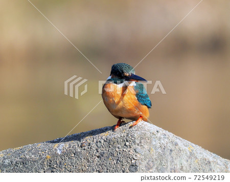 Kingfisher waiting for prey Kingfisher waiting for prey 72549219