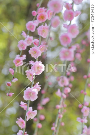 粉紅梅花(愛知縣名古屋市名古屋市農業中心的垂李) 粉紅梅花(愛知縣名古屋市名古屋市農業中心的垂李) 72549419