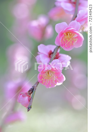粉紅梅花(愛知縣名古屋市名古屋市農業中心的垂李) 粉紅梅花(愛知縣名古屋市名古屋市農業中心的垂李) 72549423
