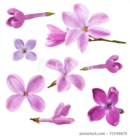Set of lilac petals isolated on white background. Photo stacking Set of lilac petals isolated on white background. Photo stacking 72549879