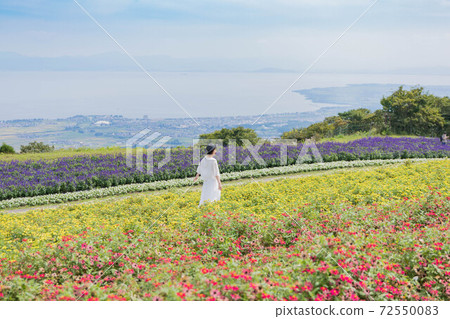 Lavender field on a hill overlooking Lake Biwa, Shiga Prefecture 72550083