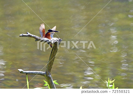 The moment when the kingfisher stops at the perch. The moment when the kingfisher stops at the perch. 72550321