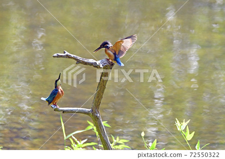 Kingfisher pair. Kingfisher pair. 72550322