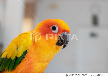 Beautiful colorful sun conure with blur background. Beautiful colorful sun conure with blur background. 72550418