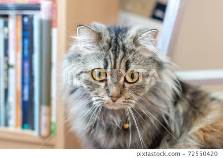 A Persian cat laying down on the floor. A Persian cat laying down on the floor. 72550420