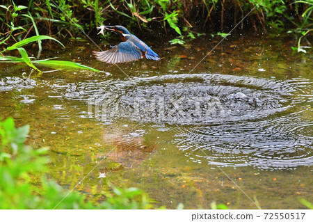 The moment the kingfisher catches food. The moment the kingfisher catches food. 72550517