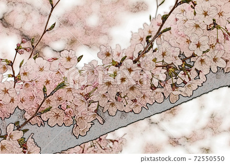 在早晨的太陽生動地出現的粉紅色的花“櫻花:染井吉野”彩色鉛筆素描風格 在早晨的太陽生動地出現的粉紅色的花“櫻花:染井吉野”彩色鉛筆素描風格 72550550