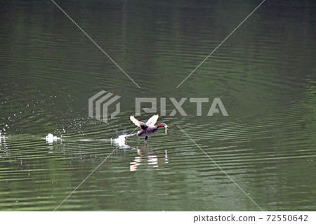 A little grebe is flying with food. 72550642