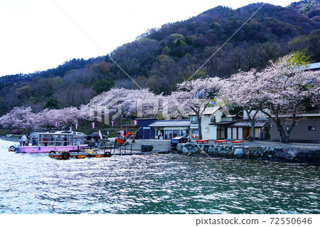 Kaizu Osaki Sakura Shiga Prefecture 72550646