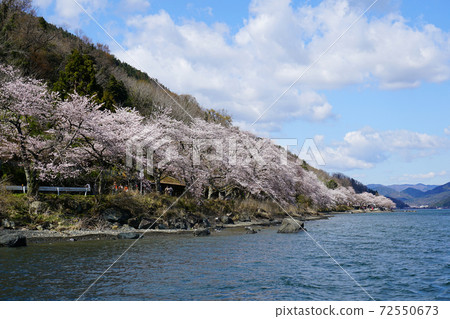 Kaizu Osaki Sakura Shiga Prefecture Kaizu Osaki Sakura Shiga Prefecture 72550673