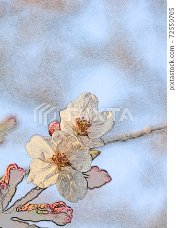 粉色的花朵“櫻花:染井吉野”在早晨的陽光下奇異地出現並活躍起來 粉色的花朵“櫻花:染井吉野”在早晨的陽光下奇異地出現並活躍起來 72550705