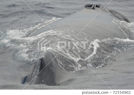 Humpback whale (Kerama Islands inland / Okinawa Prefecture) Humpback whale (Kerama Islands inland / Okinawa Prefecture) 72550902