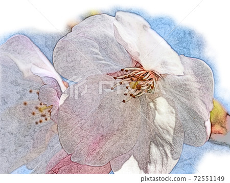 Pink flowers "Sakura: Yoshino cherry tree" that are lively in the morning sun Colored pencil drawing style picture letter 72551149