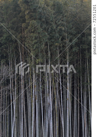 Bamboo forests line up in an orderly manner (Bamboo Nagoya City Agricultural Center, Nagoya City, Aichi Prefecture) Bamboo forests line up in an orderly manner (Bamboo Nagoya City Agricultural Center, Nagoya City, Aichi Prefecture) 72551201