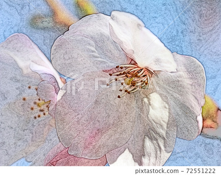 早晨的太陽活躍的粉紅色的花“櫻花：染井吉野”彩色鉛筆素描風格 72551222