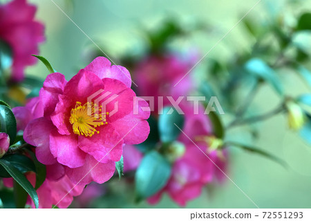 Sasanqua花 Sasanqua花 72551293