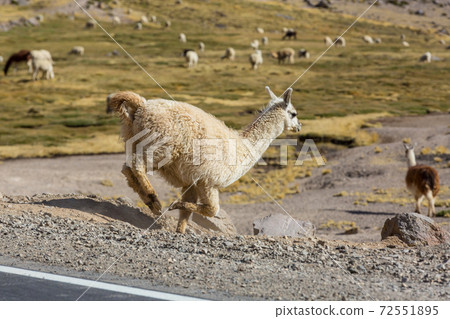 Llama Llama 72551895